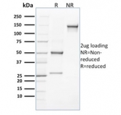 SDS-PAGE analysis of purified, BSA-free CLEC9A antibody (clone 8F9) as confirmation of integrity and purity.