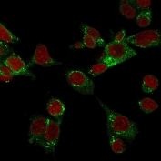 Immunofluorescence staining of fixed human HEPG2 cells with CSPG4 antibody (green, clone LHM 2) and Reddot nuclear stain (red).