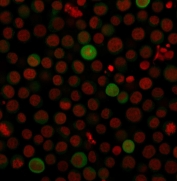 Immunofluorescent staining of human Jurkat cells with PD-L1 antibody (clone PDL1/2743, green) and Reddot nuclear stain (red).