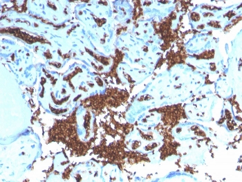 IHC staining of FFPE human placenta with recombinant Glycophorin A antibody. HIER: boil tissue sections in pH 9 10mM Tris with 1mM EDTA for 10-20 min and allow to cool before testing.~