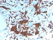 IHC staining of FFPE human placenta with recombinant Glycophorin A antibody. HIER: boil tissue sections in pH 9 10mM Tris with 1mM EDTA for 10-20 min and allow to cool before testing.