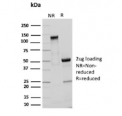 SDS-PAGE analysis of purified, BSA-free Granzyme B antibody (clone GZMB/3055) as confirmation of integrity and purity.