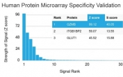 Analysis of HuProt(TM) microarray containing more than 19,000 full-length human proteins using Granzyme B antibody (clone GZMB/3056). These results demonstrate the foremost specificity of the GZMB/3056 mAb. Z- and S- score: The Z-score represents the strength of a signal that an antibody (in combination with a fluorescently-tagged anti-IgG secondary Ab) produces when binding to a particular protein on the HuProt(TM) array. Z-scores are described in units of standard deviations (SD's) above the mean value of all signals generated on that array. If the targets on the HuProt(TM) are arranged in descending order of the Z-score, the S-score is the difference (also in units of SD's) between the Z-scores. The S-score therefore represents the relative target specificity of an Ab to its intended target.