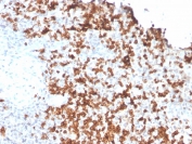IHC staining of FFPE human spleen with Granzyme B antibody (clone GZMB/3056). HIER: boil tissue sections in pH 9 10mM Tris with 1mM EDTA for 10-20 min and allow to cool before testing.