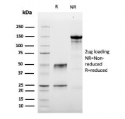 SDS-PAGE analysis of purified, BSA-free Granzyme B antibody (clone GZMB/3056) as confirmation of integrity and purity.