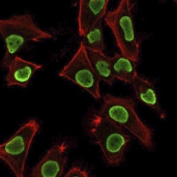 Immunofluorescent staining of PFA-fixed human HeLa cells with recombinant Histone H1 antibody (clone AE-4, green) and Phalloidin (red).