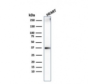 Western blot testing of human heart lysate with recombinant Histone H1 antibody (clone AE-4). Predicted molecular weight ~20 kDa but can be observed at 27-33 kDa.