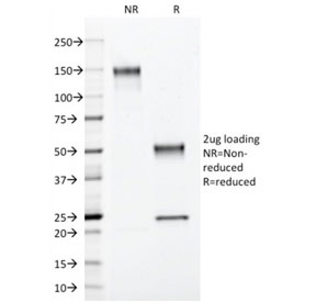 SDS-PAGE analysis of purified, BSA-free Annexin A1 antibody (clone ANXA1/3566) as confirmation of integrity and purity.