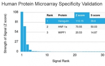 Analysis of HuProt(TM) microarray containing more than 19,000 full-length human proteins using Neuregulin-1 antibody (clone NRG1/2710). These results demonstrate the foremost specificity of the NRG1/2710 mAb.<BR>Z- and S- score: The Z-score represents the strength of a signal that an antibody (in combination with a fluorescently-tagged anti-IgG secondary Ab) produces when binding to a particular protein on the HuProt(TM) array. Z-scores are described in units of standard deviations (SD's) above the mean value of all signals generated on that array. If the targets on the HuProt(TM) are arranged in descending order of the Z-score, the S-score is the difference (also in units of SD's) between the Z-scores. The S-score therefore represents the relative target specificity of an Ab to its intended target.
