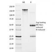 SDS-PAGE analysis of purified, BSA-free HIF1 alpha antibody (clone ESEE122) as confirmation of integrity and purity.
