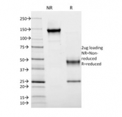 SDS-PAGE analysis of purified, BSA-free HLA-DRB1 antibody (clone DA2) as confirmation of integrity and purity.
