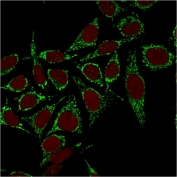 Immunofluorescent staining of fixed human MCF7 cells with HSP60 antibody (green, clone CPTC-HSPD1-1) and Reddot nuclear stain (red).