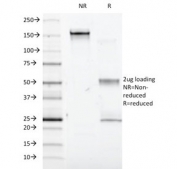 SDS-PAGE analysis of purified, BSA-free IFNA1 antibody (clone 2.48) as confirmation of integrity and purity.