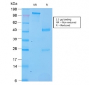 SDS-PAGE analysis of purified, BSA-free recombinant SOX2 antibody (clone SOX2/3169R) as confirmation of integrity and purity.