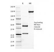SDS-PAGE analysis of purified, BSA-free IgM Heavy Chain antibody (clone R1/69) as confirmation of integrity and purity.