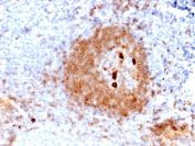 IHC staining of FFPE human tonsil with recombinant IgM Heavy Chain antibody (clone rIGHM/2558). HIER: boil tissue sections in pH 9 10mM Tris with 1mM EDTA for 10-20 min and allow to cool before testing.