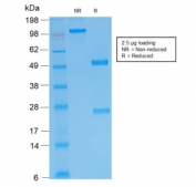 SDS-PAGE analysis of purified, BSA-free recombinant IgM antibody (clone IGHM/2557R) as confirmation of integrity and purity.