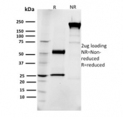 SDS-PAGE analysis of purified, BSA-free EGFR antibody (clone R1) as confirmation of integrity and purity.