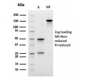 SDS-PAGE analysis of purified, BSA-free recombinant Lambda Light Chain antibody (clone rLLC/3777) as confirmation of integrity and purity.