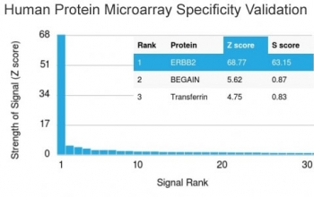 Analysis of HuProt(TM) microarray containing more than 19,000 full-length human proteins using HER-2 antibody (clone ERBB2/3080). These results demonstrate the foremost specificity of the ERBB2/3080 mAb.<br>Z- and S- score: The Z-score represents the strength of a signal that an antibody (in combination with a fluorescently-tagged anti-IgG secondary Ab) produces when binding to a particular protein on the HuProt(TM) array. Z-scores are described in units of standard deviations (SD's) above the mean value of all signals generated on that array. If the targets on the HuProt(TM) are arranged in descending order of the Z-score, the S-score is the difference (also in units of SD's) between the Z-scores. The S-score therefore represents the relative target specificity of an Ab to its intended target.