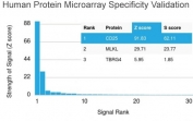 Analysis of HuProt(TM) microarray containing more than 19,000 full-length human proteins using IL25 antibody (clone IL2RA/2394). These results demonstrate the foremost specificity of the IL2RA/2394 mAb. Z- and S- score: The Z-score represents the strength of a signal that an antibody (in combination with a fluorescently-tagged anti-IgG secondary Ab) produces when binding to a particular protein on the HuProt(TM) array. Z-scores are described in units of standard deviations (SD's) above the mean value of all signals generated on that array. If the targets on the HuProt(TM) are arranged in descending order of the Z-score, the S-score is the difference (also in units of SD's) between the Z-scores. The S-score therefore represents the relative target specificity of an Ab to its intended target.
