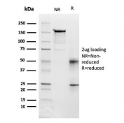 SDS-PAGE analysis of purified, BSA-free Fas antibody (clone FAS/3112) as confirmation of integrity and purity.