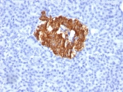 IHC staining of FFPE human pancreas with Insulin antibody (clone K36aC10). No HIER required.