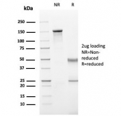 SDS-PAGE analysis of purified, BSA-free CD11b antibody (clone ITGAM/3340) as confirmation of integrity and purity.