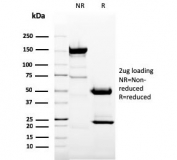 SDS-PAGE analysis of purified, BSA-free CD11b antibody (clone ITGAM/3337) as confirmation of integrity and purity.