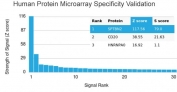 Analysis of HuProt(TM) microarray containing more than 19,000 full-length human proteins using recombinant Spectrin beta III antibody (clone rSPTBN2/1778). These results demonstrate the foremost specificity of the rSPTBN2/1778 mAb.<BR>Z- and S- score: The Z-score represents the strength of a signal that an antibody (in combination with a fluorescently-tagged anti-IgG secondary Ab) produces when binding to a particular protein on the HuProt(TM) array. Z-scores are described in units of standard deviations (SD's) above the mean value of all signals generated on that array. If the targets on the HuProt(TM) are arranged in descending order of the Z-score, the S-score is the difference (also in units of SD's) between the Z-scores. The S-score therefore represents the relative target specificity of an Ab to its intended target.