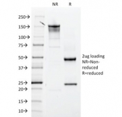 SDS-PAGE analysis of purified, BSA-free ITGB3 antibody (clone ITGB3/2145) as confirmation of integrity and purity.