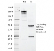 SDS-PAGE analysis of purified, BSA-free ITGB3 antibody (clone ITGB3/2145) as confirmation of integrity and purity.