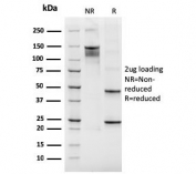 SDS-PAGE analysis of purified, BSA-free recombinant ITGB3 antibody (clone rITGB3/2145) as confirmation of integrity and purity.