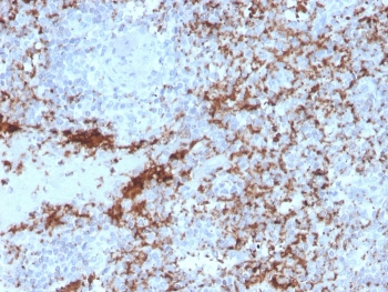IHC testing of FFPE human spleen with recombinant ITGB3 antibody. Required HIER: boil tissue sections in 10mM Tris with 1mM EDTA, pH9, for 10-20 min followed by cooling at RT for 20 min.~