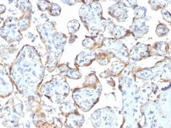 IHC staining of FFPE human placenta with recombinant TIMP2 antibody (clone rTIMP2/2335). Required HIER: requires boil tissue sections in pH 9 10mM Tris with 1mM EDTA for 10-20 min and allow to cool before testing.~