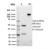 SDS-PAGE analysis of purified, BSA-free ARF1 antibody (clone 3F1) as confirmation of integrity and purity.