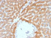 IHC staining of FFPE human liver with ARF1 antibody (clone ARF1/2117). HIER: boil tissue sections in pH 9 10mM Tris with 1mM EDTA for 20 min and allow to cool before testing.