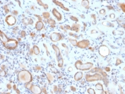 IHC staining of FFPE human kidney with ARF1 antibody (clone ARF1/2117). HIER: boil tissue sections in pH 9 10mM Tris with 1mM EDTA for 20 min and allow to cool before testing.