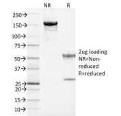 SDS-PAGE analysis of purified, BSA-free ARF1 antibody (clone ARF1/2117) as confirmation of integrity and purity.