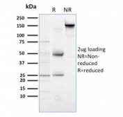 SDS-PAGE analysis of purified, BSA-free PLK1 antibody (clone AZ44) as confirmation of integrity and purity.
