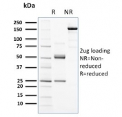 SDS-PAGE analysis of purified, BSA-free CD117 antibody (clone KIT/2672) as confirmation of integrity and purity.