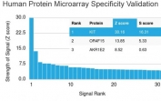 Analysis of HuProt(TM) microarray containing more than 19,000 full-length human proteins using CD117 antibody (clone KIT/2673). These results demonstrate the foremost specificity of the KIT/2673 mAb. Z- and S- score: The Z-score represents the strength of a signal that an antibody (in combination with a fluorescently-tagged anti-IgG secondary Ab) produces when binding to a particular protein on the HuProt(TM) array. Z-scores are described in units of standard deviations (SD's) above the mean value of all signals generated on that array. If the targets on the HuProt(TM) are arranged in descending order of the Z-score, the S-score is the difference (also in units of SD's) between the Z-scores. The S-score therefore represents the relative target specificity of an Ab to its intended target.