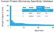 Analysis of HuProt(TM) microarray containing more than 19,000 full-length human proteins using Cytokeratin 3 antibody (clone KRT3/2130). These results demonstrate the foremost specificity of the KRT3/2130 mAb. Z- and S- score: The Z-score represents the strength of a signal that an antibody (in combination with a fluorescently-tagged anti-IgG secondary Ab) produces when binding to a particular protein on the HuProt(TM) array. Z-scores are described in units of standard deviations (SD's) above the mean value of all signals generated on that array. If the targets on the HuProt(TM) are arranged in descending order of the Z-score, the S-score is the difference (also in units of SD's) between the Z-scores. The S-score therefore represents the relative target specificity of an Ab to its intended target.