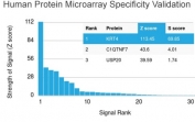 Analysis of HuProt(TM) microarray containing more than 19,000 full-length human proteins using Cytokeratin 4 antibody (clone KRT4/2804). These results demonstrate the foremost specificity of the KRT4/2804 mAb. Z- and S- score: The Z-score represents the strength of a signal that an antibody (in combination with a fluorescently-tagged anti-IgG secondary Ab) produces when binding to a particular protein on the HuProt(TM) array. Z-scores are described in units of standard deviations (SD's) above the mean value of all signals generated on that array. If the targets on the HuProt(TM) are arranged in descending order of the Z-score, the S-score is the difference (also in units of SD's) between the Z-scores. The S-score therefore represents the relative target specificity of an Ab to its intended target.