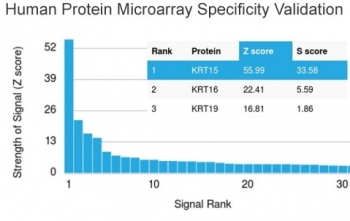Analysis of HuProt(TM) microarray containing more than 19,000 full-length human proteins using Cytokeratin 15 antibody (clone KRT15/2957). These results demonstrate the foremost specificity of the KRT15/2957 mAb.<br>Z- and S- score: The Z-score represents the strength of a signal that an antibody (in combination with a fluorescently-tagged anti-IgG secondary Ab) produces when binding to a particular protein on the HuProt(TM) array. Z-scores are described in units of standard deviations (SD's) above the mean value of all signals generated on that array. If the targets on the HuProt(TM) are arranged in descending order of the Z-score, the S-score is the difference (also in units of SD's) between the Z-scores. The S-score therefore represents the relative target specificity of an Ab to its intended target.