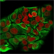 Immunofluorescent staining of MeOH-fixed human MCF7 cells with Cytokeratin 15 antibody (clone KRT15/2957, green) and Reddot nuclear stain (red).