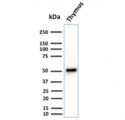 Western blot testing of human thymus tissue lysate with CK15 antibody (clone KRT15/2959). Expected molecular weight ~50 kDa.