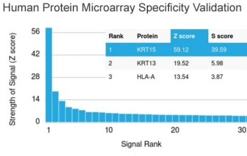 Analysis of HuProt(TM) microarray containing more than 19,000 full-length human proteins using Keratin 15 antibody (clone KRT15/2958). These results demonstrate the foremost specificity of the KRT15/2958 mAb.<br>Z- and S- score: The Z-score represents the strength of a signal that an antibody (in combination with a fluorescently-tagged anti-IgG secondary Ab) produces when binding to a particular protein on the HuProt(TM) array. Z-scores are described in units of standard deviations (SD's) above the mean value of all signals generated on that array. If the targets on the HuProt(TM) are arranged in descending order of the Z-score, the S-score is the difference (also in units of SD's) between the Z-scores. The S-score therefore represents the relative target specificity of an Ab to its intended target.