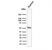 Western blot testing of human thymus tissue lysate with Keratin 15 antibody (clone KRT15/2958). Expected molecular weight ~50 kDa.