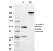 SDS-PAGE analysis of purified, BSA-free Cytokeratin 16 antibody (clone LL025) as confirmation of integrity and purity.